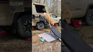 #overlandnation #lifestyleoverland #overlanding #camping #dog