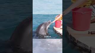 心都要融化了！海豚的撒嬌餵食秀  Dolphins' coquettish feeding show#shortvideo #shorts