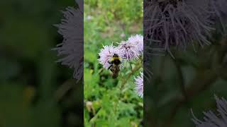 Цветы Бодяк обыкновенный. - زهور الشوكا., Flowers of the common thistle.