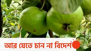 পেয়ারা চাষ করে স্বাবলম্বী শফিকুল | Guava farming