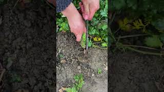 The process of digging coriander with an iron rake