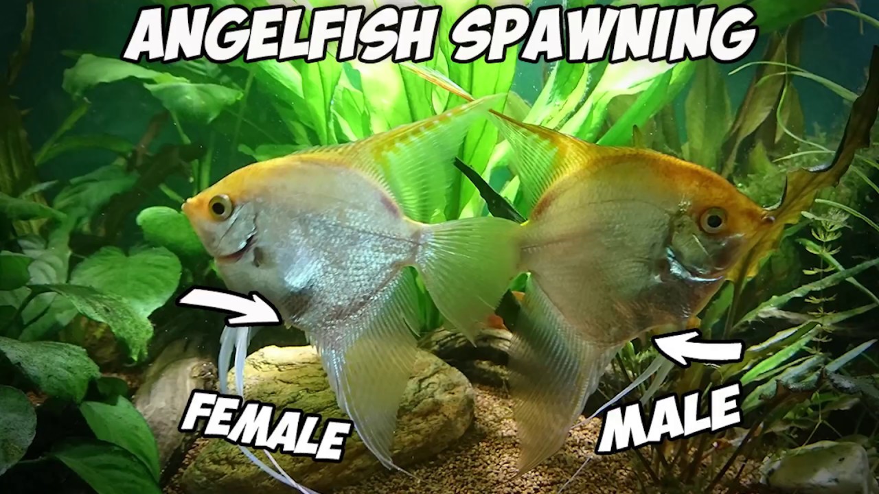 Angelfish Male Female Identification At Dennis Marquis Blog
