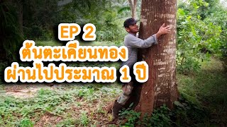 ต้นตะเคียนทอง20 ปี  EP2 ผ่านไปประมาณ 1 ปี ตะเคียนทองโตขึ้นเท่าไร