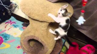 キャットタワーの上で遊ぶ子猫  Kitten play on Cat Tower