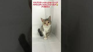 ママブリティッシュショートヘア😸パパスコティッシュフォールド😸通常販売の子猫ちゃん　アゴはネコ