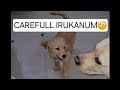 ROMBA 🧐🙄😝CAREFULL AH IRUKANUM...#simba ENA PANRANU PAKANUM🧐🤔...VAALU#doglover #labradorlovers