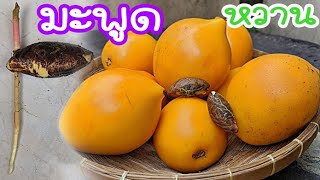 วิธีเพาะเมล็ด มะพูดหวาน | พันธุ์หวาน ผลใหญ่ คล้ายมะยงชิด | ของดี หายาก | ผลไม้ไทย