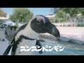 ズンズンペンギン【マリンワールド海の中道】