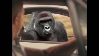 HARAMBE SEE YOU AGAIN VINE