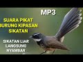 suara pikat  burung kipasan/sikatan mp3