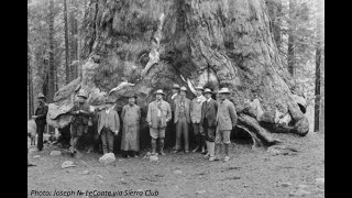 1940s Lumberjacks felling Redwoods in Northern California