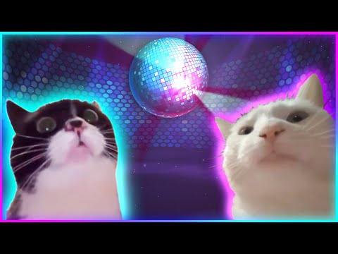 Cat Disco And Vibing Cat Dance Music Catjam Vibing Cat Know