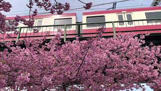 河津桜と京急2100形。