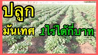 ปลูกมันเทศ 1 ไร่ รายได้เท่าไหร่ ||เกษตรกรน้อย  | AT Style