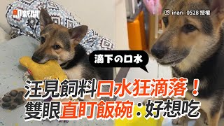 貪吃狗見飼料口水狂流！雙眼直盯碗公等飯🤤｜寵物動物｜狗狗