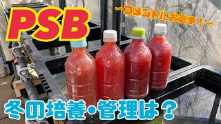 【PSB】冬の管理・保存について！～冬季の培養やエビオス関連など～【メダカ飼育】