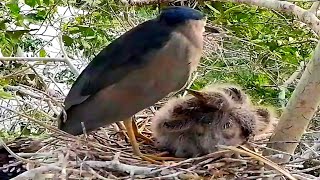 Common myna Baby Birds Hungry Eat All Food