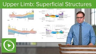 Upper Limb: Superficial Structures & Cutaneous Innervations – Anatomy | Lecturio