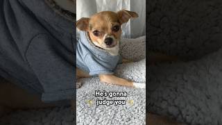 Does your dog bite? No, he judges you.😂#funny #shorts #short #dog #yt #fyp #youtube #explore #reels