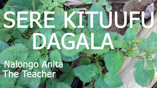 SERE KITUUFU DAGALA NYO,EMIGASO 25  |  NALONGO ANITA