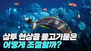 [핫클립] 물고기들은 삼투 현상을 어떻게 조절할까? / YTN 사이언스