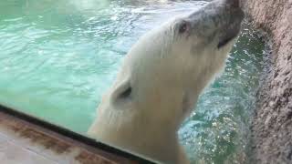 とくしま動物園へ行って来ました。ポロロ3時のおやつ　平日暑いからか観覧者私だけ…美味しそうに食べてる所見届けて来た😅