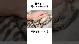 【猫のコミュニケーション】尻尾振りで分かる愛猫の気持ち #猫 #雑学 #ベンガル猫 #猫耳