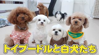 トイプードルと白犬たち　🐶ひみつきちなう！②🐶  2022年11月30日