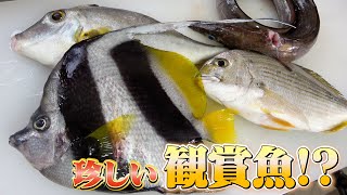 【まるで南国】縦縞が綺麗なムレハタタテダイのお刺身って美味しいの？