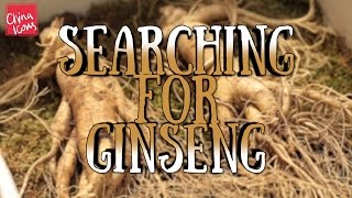 Hunting for Wild Ginseng | A China Icons Video