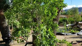 Growing Sapodilla Chico Sapote in Phoenix