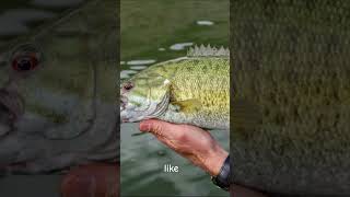 your smallmouth bass if #please_subscribe_my_channel #goviral #smallmouth bassfishing outh