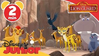 The Lion Guard | The Call of the Drongo | Disney Junior UK