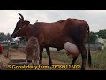 s.gopal dairy dealer top quality jersey cow for sales tamilnadu kerala dairyfarm madusales cowsales