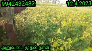 பச்சைப்பயிறு தட்டைப்பயறு அறுவடை முதல் நாள்