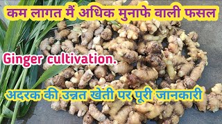 अदरक की बुवाई व खेती पर पूरी जानकारी कम लागत अधिक पैदावार/Ginger cultivation नकदी फसल अदरक की