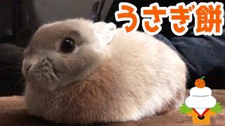 ウサギの3大かわいいシーン！ネザーランドドワーフうさぎ「まる」のVログ