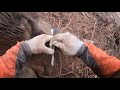 【生け獲り】狩猟 イノシシ85.6kg 生け捕り捕獲 capture the wild boar alive 【english subtitles】