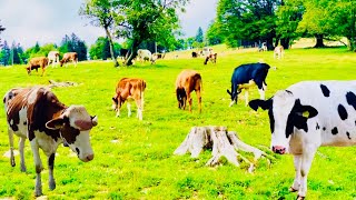 Alpine Serenity: Swiss Cows Embrace the Tranquil Beauty of the Meadow