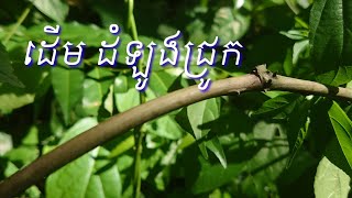 ដើមដំឡូងជ្រូក /  Pig potatoes  tree