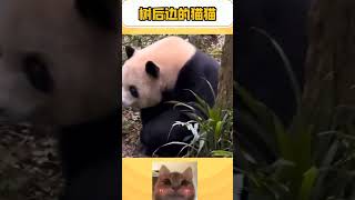 直观感受大熊猫不是猫，是熊！#animals