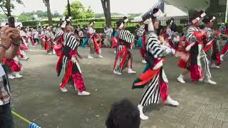 茜丸×明星（2022スーパーよさこい・NHK前ストリート・中間）