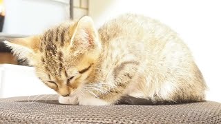 申し訳なさそうに椅子の上で眠りにつく子猫【赤ちゃん猫】【保護猫　子猫】