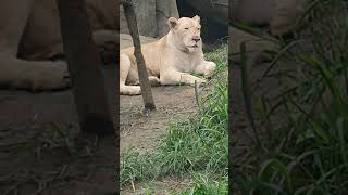 夏雲🌤⑮ホワイトライオン・白獅子・リズムちゃん◆上目遣いに盗んでみている・white_Lion・・・沖縄こどもの国・Okinawa Zoo \u0026 Museum(20210602)