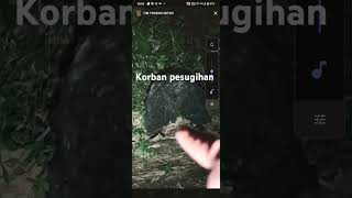 korban di hutan pesugihan, bersekutu dengan dukun laknat