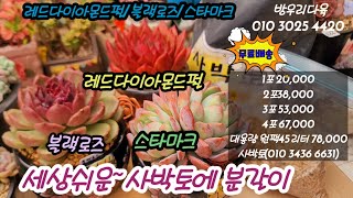 간편한분갈이~레드다이아몬드펄 스타파크 블랙로즈