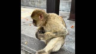 Meeting the Wild Monkeys of Gibraltar #travel #hollandamericacruise #cruiseship