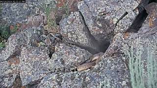 Rattlesnakes react to hail storm by hiding... then drinking