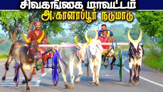 1சிவகங்கை (மா) kalappur பந்தயம்-01.01.2024