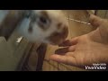 【怒るうさぎ】うさぎの連続パンチ！うさパンチが炸裂 rabbit continuous punch